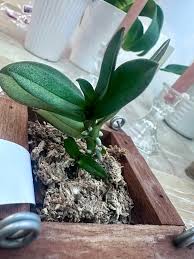 Image result for Buchnera pulcherrima