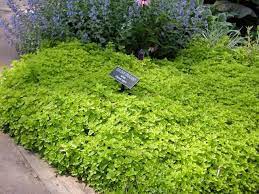 Cover Your Ground With Plants Part 2 East Texas Gardening Lawn Alternatives Ground Cover Plants Ground Cover