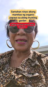 Organic papaya from my garden ., #fromygarden #stars , #highlight  #followers #enjoymyday #enjoy #hastags #papaya,  #fbreelsfypシ゚viralfbreelsfypシ゚viral , #StarsEverywhere , #followmeonfacebook