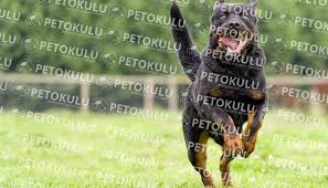 Kopegimin Saldirganligini Nasil Engellerim Pet Okulu