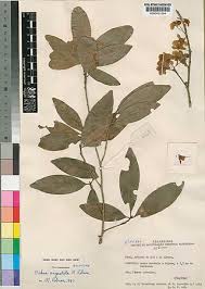 Image result for Ochnaceae