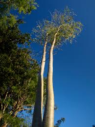 Image result for Tragia hildebrandtii