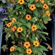 Image result for Thunbergia reticulata