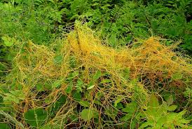 Image result for Cuscuta suaveolens