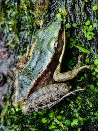 Image result for Erythrococca atrovirens