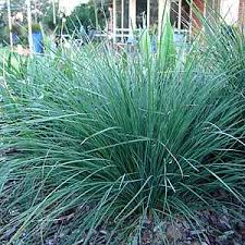 Image result for Lomariopsis rossii