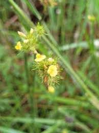 Image result for Stylosanthes guianensis