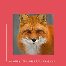 renard comment eloigner les renards 15 astuces anti renard tout pratique renard repulsif chien animaux vivants