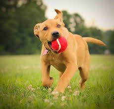Check spelling or type a new query. 7 Things To Know Before Getting Your First Puppy