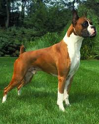 Passions For Life Boxer Dog American Boxer Dog Boxer Dogs American Boxer