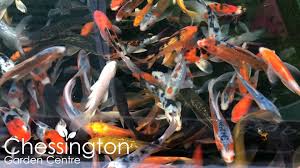 Chessington Garden Centre New Koi Have Arrived At Chessington Garden Centre Facebook