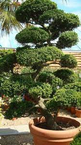 Ilex Crenata Cloud Trees Topiary Cloud Tree Japanese Holly Plants Japanese Garden Topiary Plants