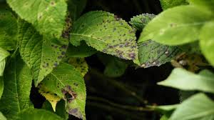 Image result for Cercospora hydrangea