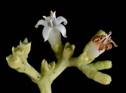 Image result for Gaertnera