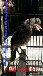 Jenis jenis burung dalam sejarah indonesia tercatat sebagai negara yang kaya akan hasil alamnya termasuk flora dan fauna dengan kekayaan yang melimpah kita sebagai. Rumahunggas Ayam Ringneck Pheasant Kalkun Burung Decu Burung Ocehan Saus Burger Pakan Sbp