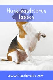 Ruf doch einfach bei deinem tierarzt an. Hund Kastrieren Lassen Hunde Tierarzt Hundebesitzer