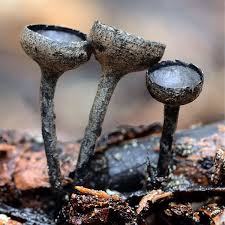 Image result for Nicolasia nitens