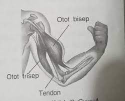 Geser bandul sesuai berat pasien sampai posisi jarum seimbang. 7 Perhatikan Gambardi Samping Otot Bisepnama Gerak Yangditunjukkan Olehgambar Tersebutadalah Brainly Co Id
