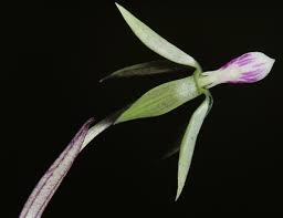 Image result for Nervilia petraea