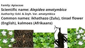 Image result for Alepidea amatymbica
