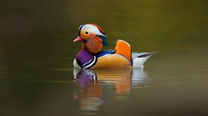 Colorful Hd Birds Wallpapers Birds Cute Birds Hd Wallpapers Full Screen Birds Wallpapers Love Birds Images Hd Pics Of Birds High R Pet Birds Animals Cute Birds