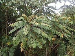 Image result for Polyscias fulva