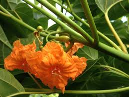 Image result for Cordia subcordata