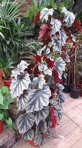 Image result for Begonia