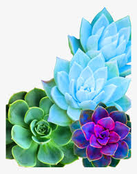 We did not find results for: Cellphone Wallpaper Succulent Diy Phone Case Png Image Transparent Png Free Download On Seekpng