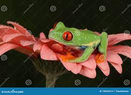 Perereca Vermelha Sentada Sobre As Pétalas De Salmão Foto de Stock - Imagem  de wildlife, vermelho: 198252014