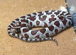 Ghost Corn Snake Corn Snake Snake Breeds Amphibians
