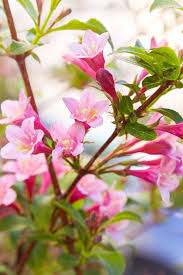 'camelot' is a first year flowering variety and unlike the biennial varieties, it will bloom without any cold so can be grown as an annual. 15 Best Spring Flowers Popular Flowers To Plant In Spring
