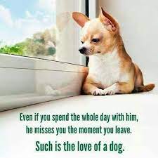 Definitely My Baby Dog Breeds Pets Dogs