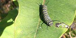 Monarch caterpillars go through five stages of growth between hatching from eggs and forming their chrysalises. Monarch Caterpillars On Milkweed Eek Wisconsin
