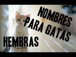 Pin En Nombres De Animales