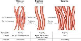 Tissue is a group of similar kind of cells specialized to perform a particular function in the body. Ncert Solutions For Class 9 Science Tissues Part 2 Mycbseguide Cbse Papers Ncert Solutions