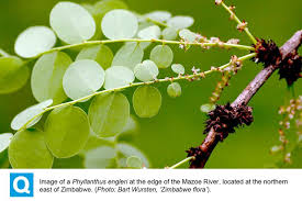 Image result for Phyllanthus engleri