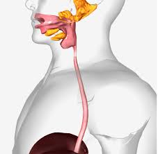 Image result for esophagus