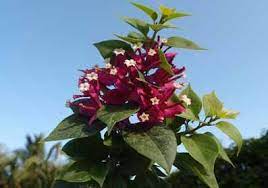 83 Sunvillea Rose Jpg 397 279 Bougainvillea Plants Bonsai