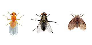 Maybe you would like to learn more about one of these? How To Help Get Rid Of Flies Prevent Kill Flies More Raid