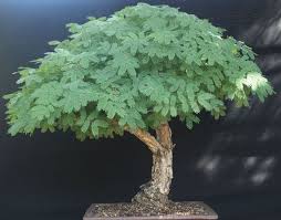 Image result for Acacia sieberiana