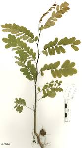 Image result for Dalbergia fischeri