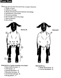 Pin By Bridgette Newell On 4 H Livestock Judging Showing Livestock Sheep