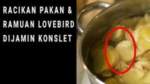 Ini adalah peracikan pakan cara membuat lovebird konslet, cara membuat lovebird buka paruh, lovebird mangap, lovebird konslet. Racikan Pakan Ramuan Lovebird Dijamin Konslet Youtube