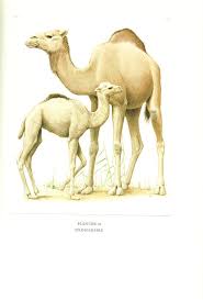 Pin On Cats Dogs The Wildlife Animals Both Small And Large Sky Water And Land By Linda D Meushaw