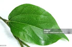 Image result for Tiliacora