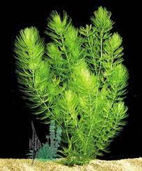 Hornwort Floating Plants Individual Plants Planted Aquarium Fish Tank Plants Freshwater Aquarium Plants