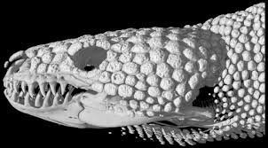 It and the other member of the same genus, the gila monster (heloderma suspectum), are the only lizards known to have evolved an overt venom delivery system. Beaded Lizard An Overview Sciencedirect Topics