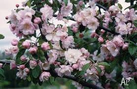 Page 6 p o box 189 • 9500 se 327th ave. Crab Apple Bechtel S Malus Ioensis Plena Approx 1m Tall For Sale In Bellfield Victoria Classified Australialisted Com