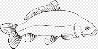 881 grafik vektor gratis dari ikan. Lele Png Pngwing